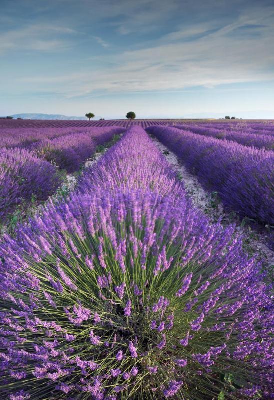 Mont Ventoux Et Vip Camaret-sur-Aigues